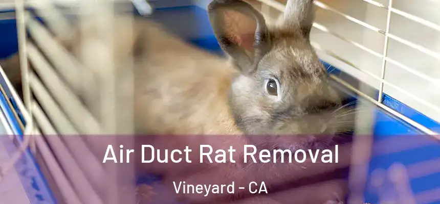 Air Duct Rat Removal Vineyard - CA